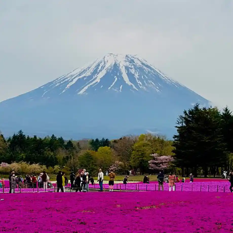 Stunning Cherry Blossom Tour in Japan – a picturesque first date idea for nature lovers