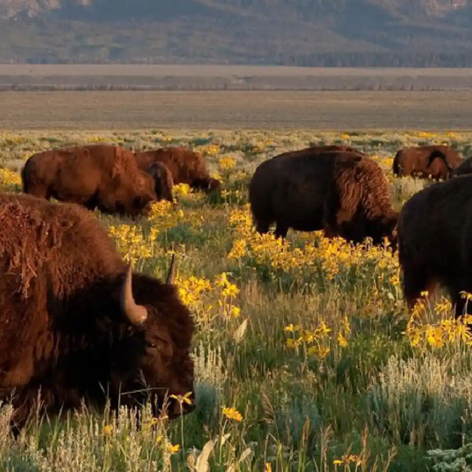 Explore thrilling first date ideas with a Grand Teton Wildlife Safari, spotting majestic animals in their natural habitat.