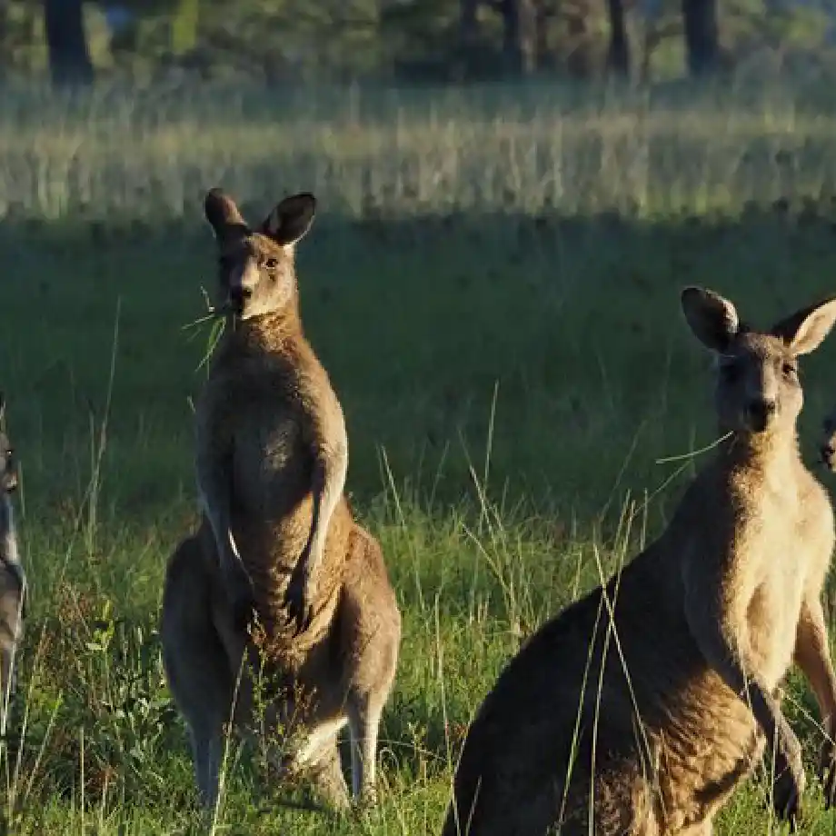 Discover adventurous first date ideas on a Sydney Wildlife Safari, immersing in Australia’s diverse and vibrant fauna.