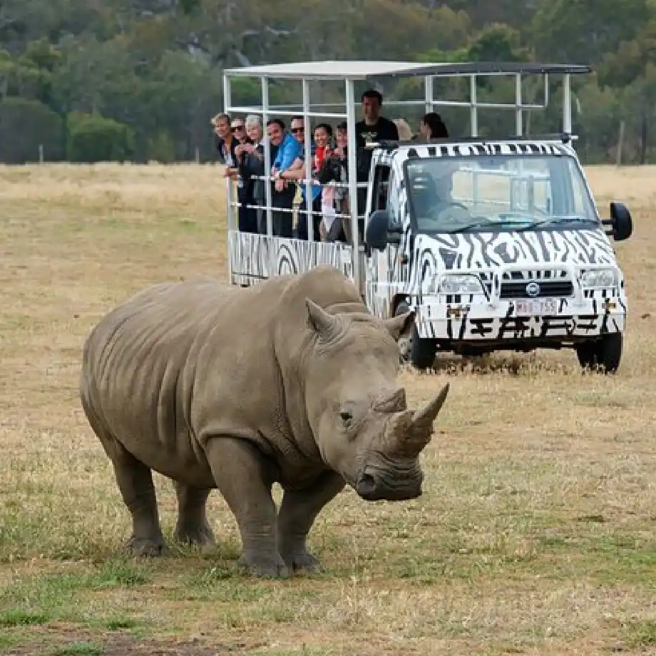 Discover exotic animals on a safari at Werribee Zoo in Australia, an exciting and interactive first date idea.