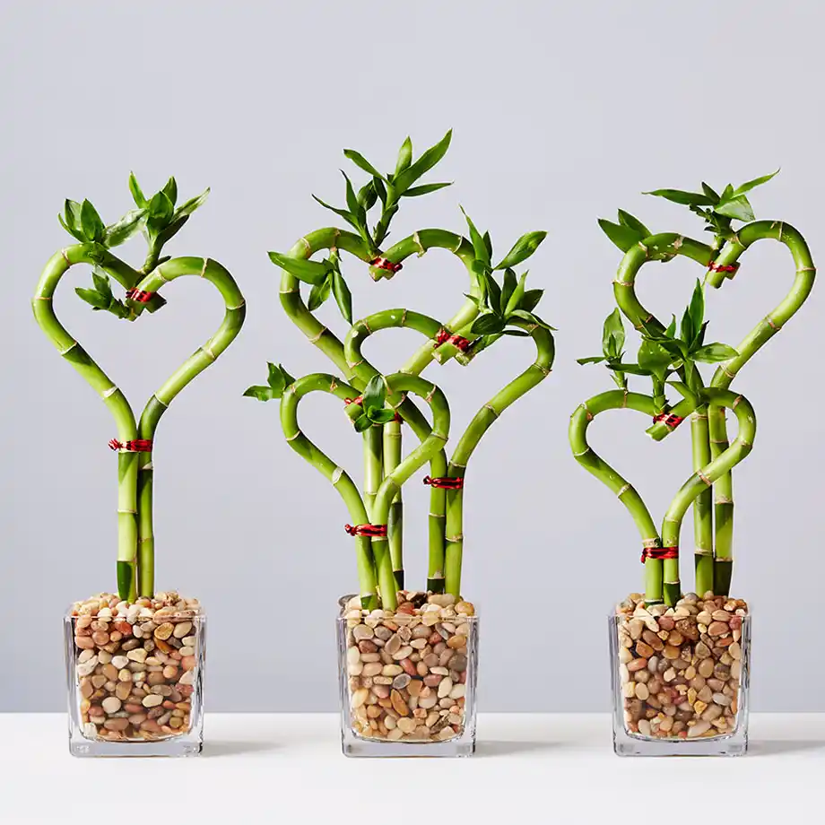 A set of heart-shaped lucky bamboo plants arranged in glass vases with decorative pebbles. These elegant and symbolic plants represent love, luck, and prosperity, making them a thoughtful and unique choice for engagement gift ideas.